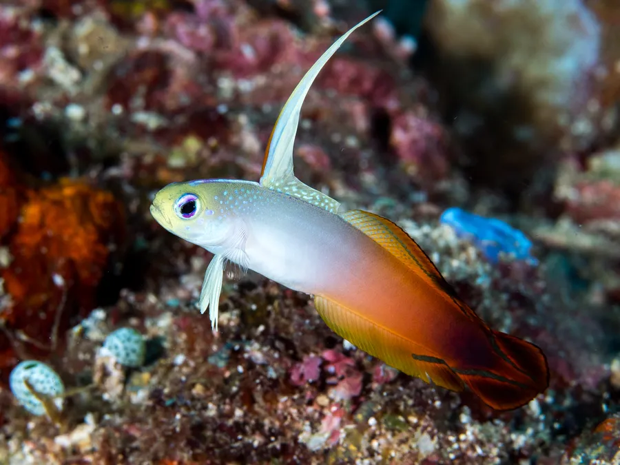 火焰虾虎（Firefish Goby）的真实照片