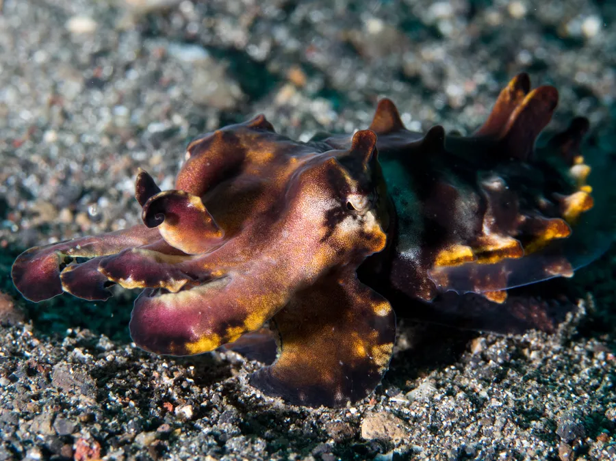 火焰乌贼（Flamboyant Cuttlefish）的真实照片