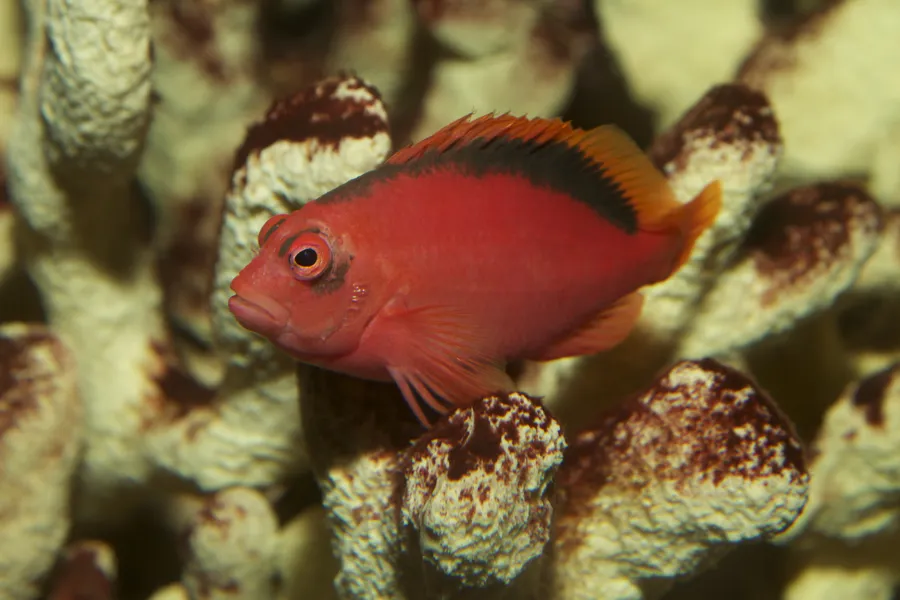 火焰鹰鱼（Flame Hawkfish）的真实照片