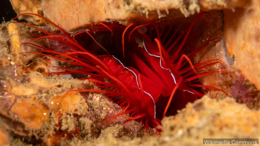 火焰扇贝（Flame Scallop）的真实照片