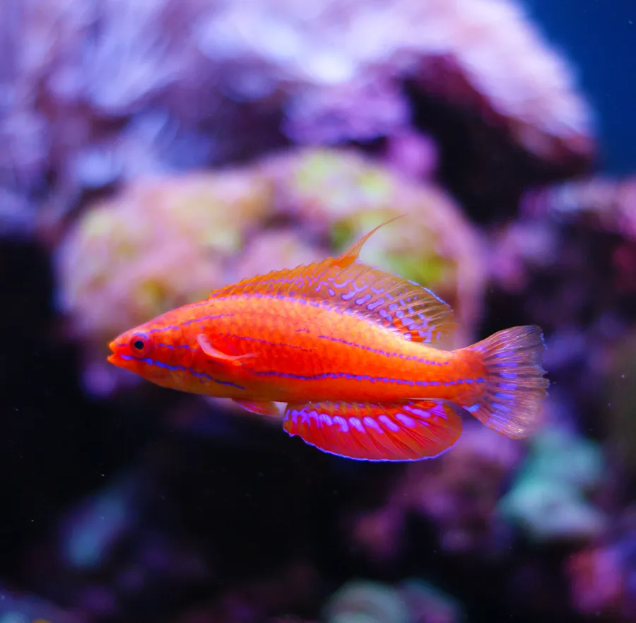 闪光隆头鱼（Flasher Wrasse）的真实照片
