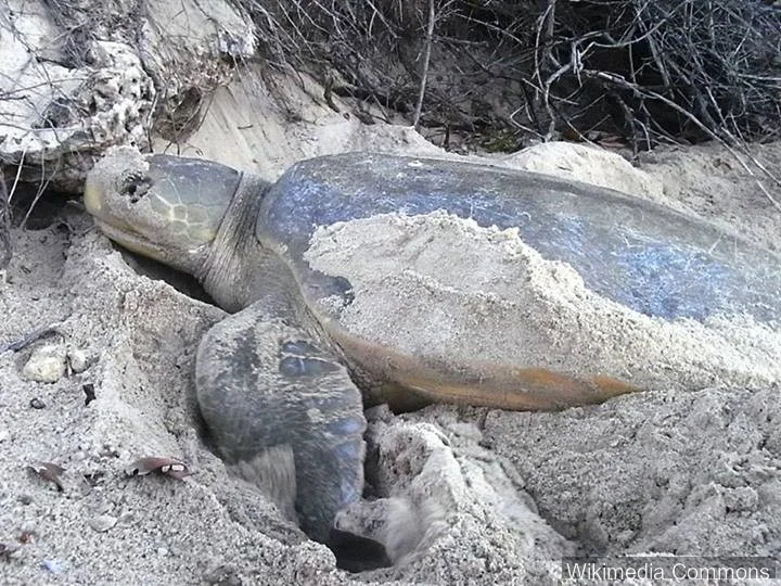 平背海龟（Flatback Sea Turtle）的真实照片