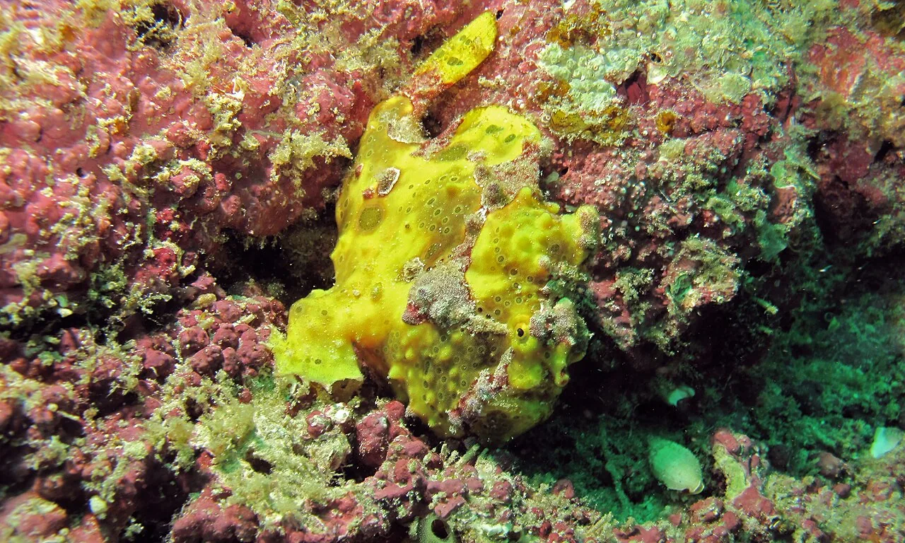 躄鱼（Frogfish）的真实照片