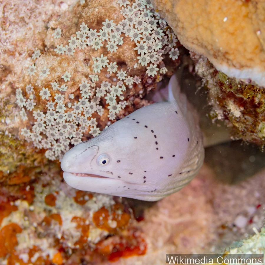 网纹裸胸鳝（Geometric Moray）的真实照片