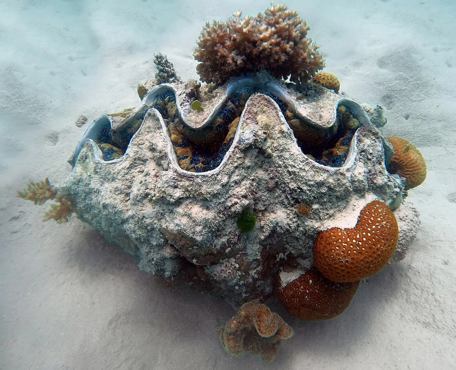 砗磲（Giant Clam）的真实照片