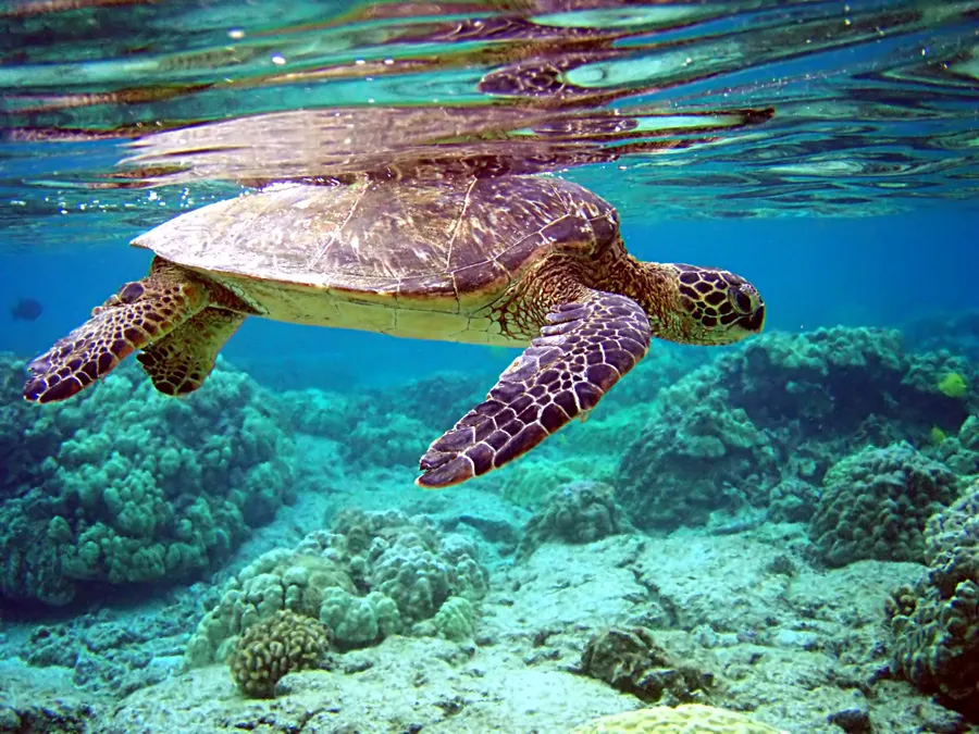 绿海龟（Green Sea Turtle）的真实照片