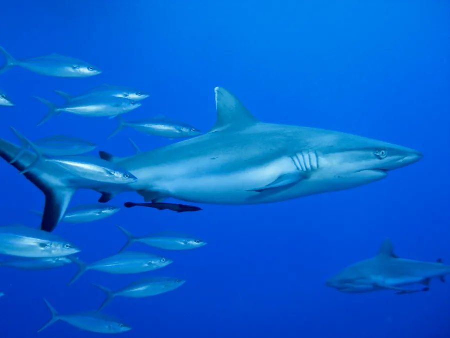 灰礁鲨（Grey Reef Shark）的真实照片