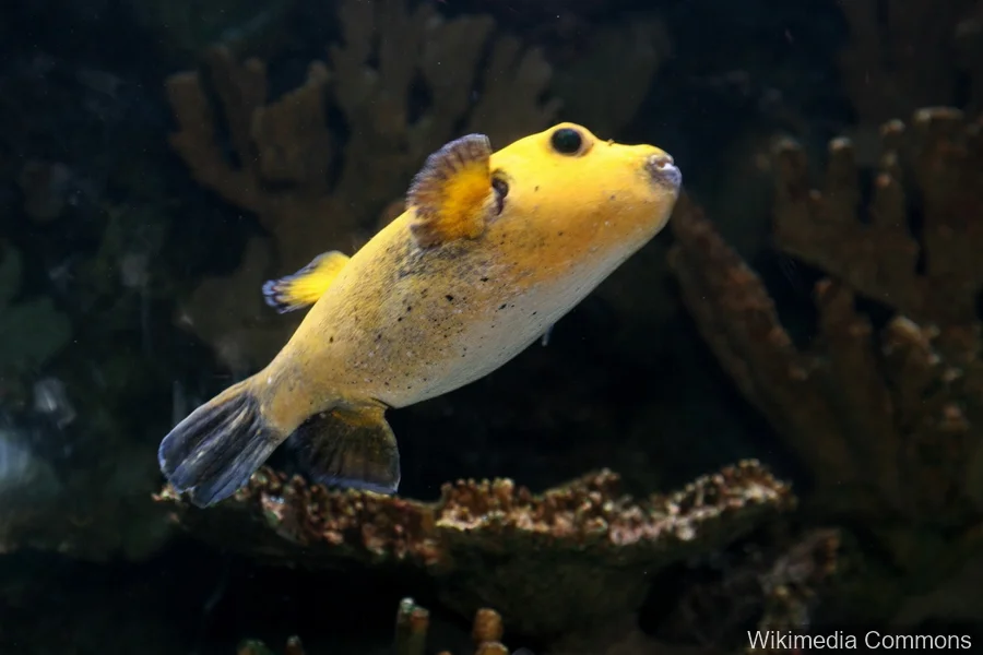 珍珠东方鲀（Guineafowl Puffer）的真实照片