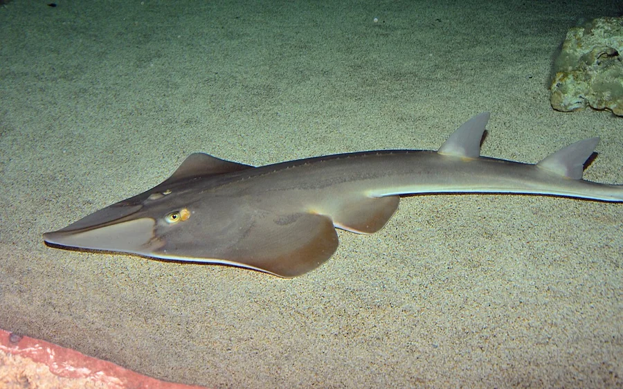 犁头鳐（Guitarfish）的真实照片