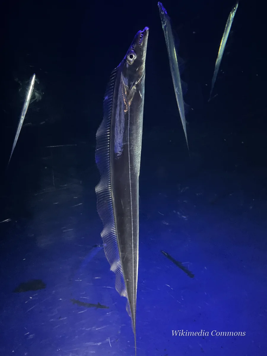 带鱼（Beltfish）的真实照片