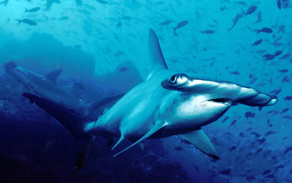 双髻鲨（Hammerhead Shark）的真实照片