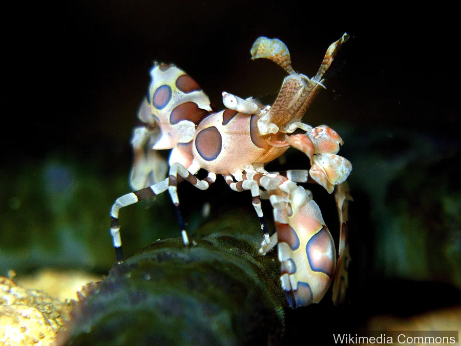 小丑虾（Harlequin Shrimp）的真实照片