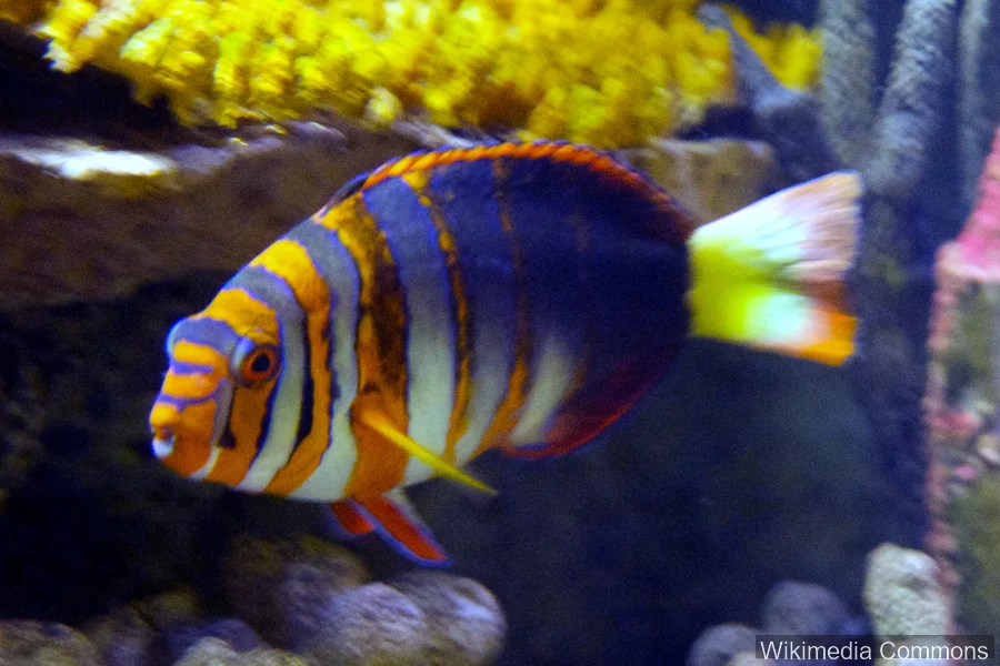 小丑獠牙鱼（Harlequin Tuskfish）的真实照片