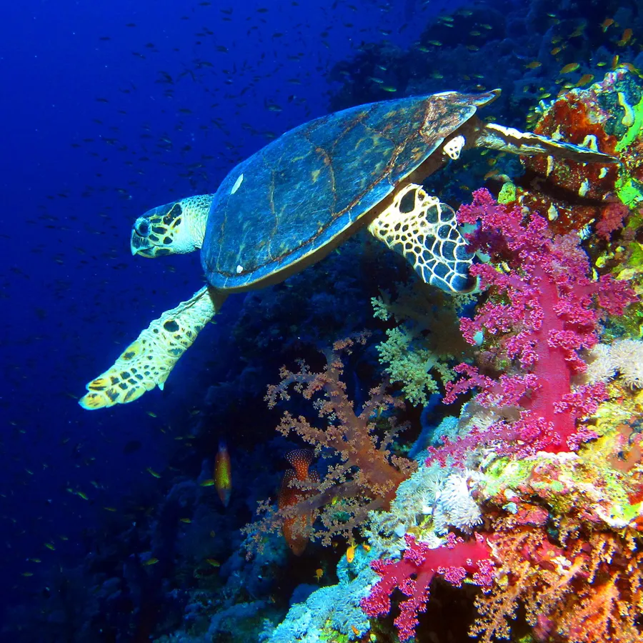 玳瑁（Hawksbill Turtle）的真实照片