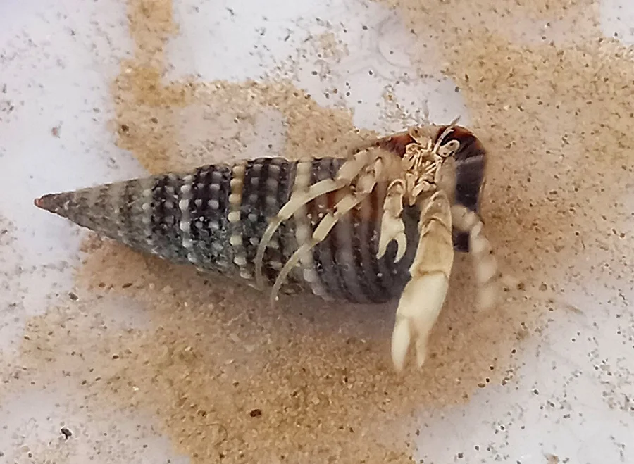 寄居蟹（Hermit Crab）的真实照片
