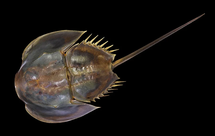 鲎（Horseshoe Crab）的真实照片