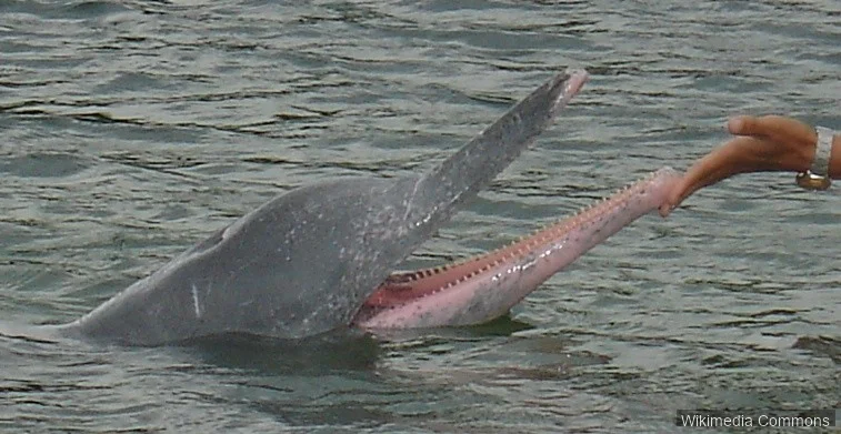 中华白海豚（Chinese White Dolphin）的真实照片