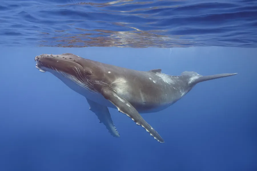 座头鲸（Humpback Whale）的真实照片