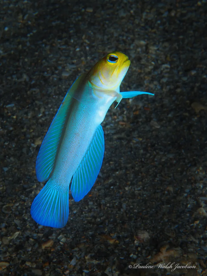 下颚鱼（Jawfish）的真实照片