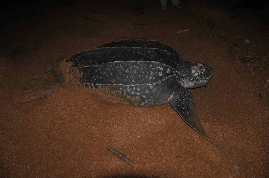 棱皮龟（Leatherback Sea Turtle）的真实照片