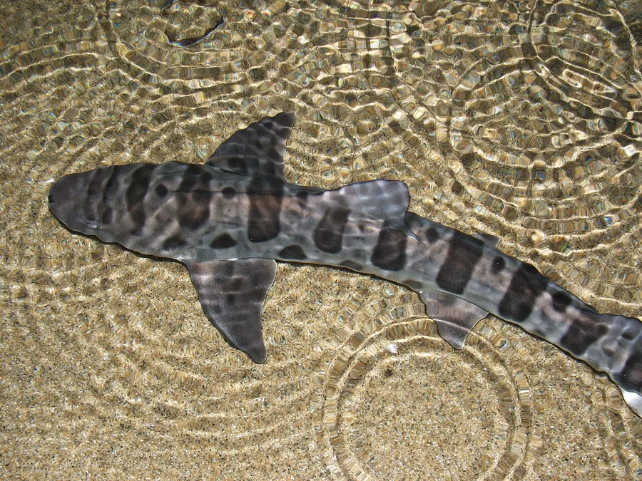 皱唇鲨（Leopard Shark）的真实照片