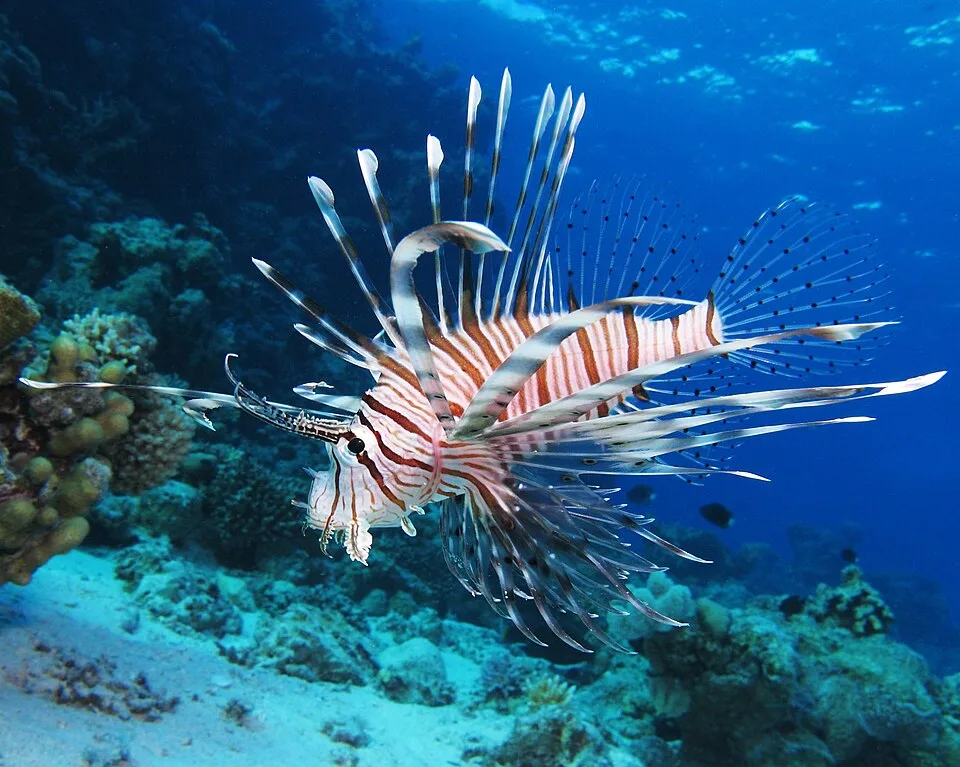 狮子鱼（Lionfish）的真实照片