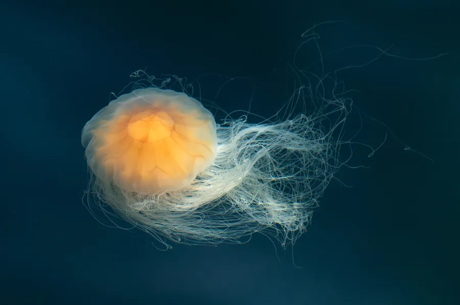 狮鬃水母（Lion's Mane Jellyfish）的真实照片