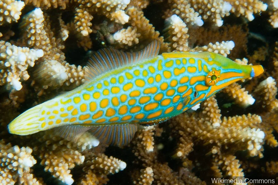长吻单棘鲀（Longnose Filefish）的真实照片