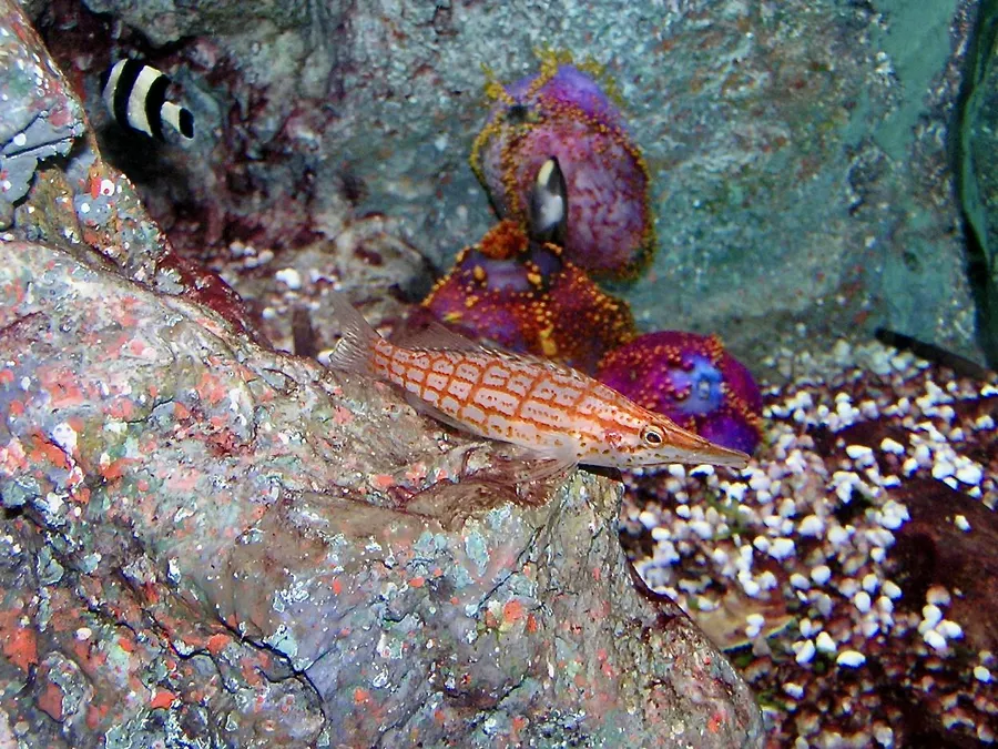 长吻鹰鱼（Longnose Hawkfish）的真实照片