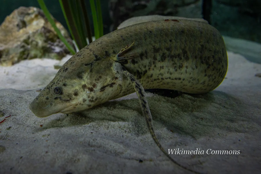 肺鱼（Lungfish）的真实照片