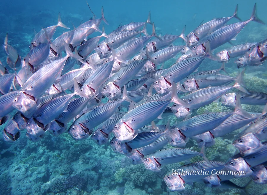 鲭鱼（Mackerel）的真实照片