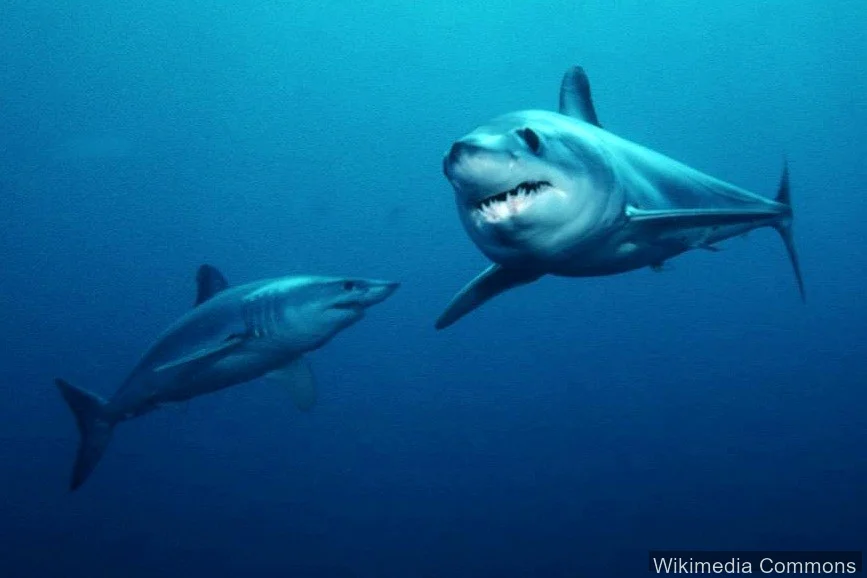 灰鲭鲨（Mako Shark）的真实照片