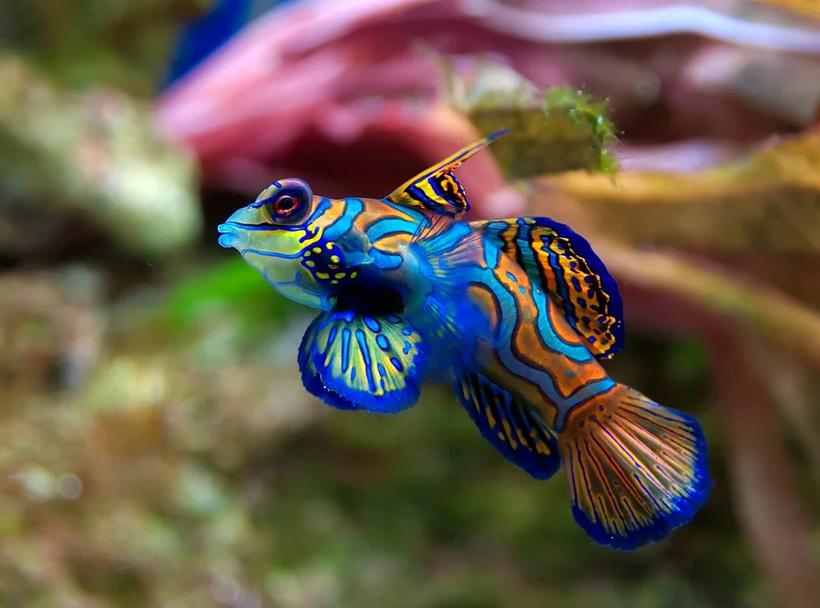 麒麟鱼（Mandarinfish）的真实照片