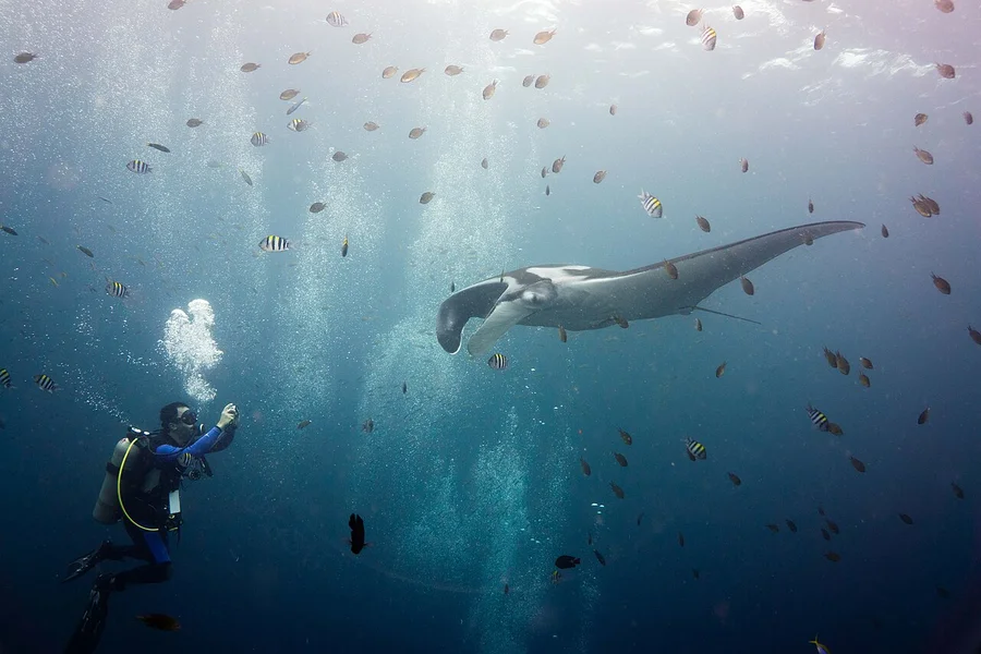 蝠鲼（Manta Ray）的真实照片