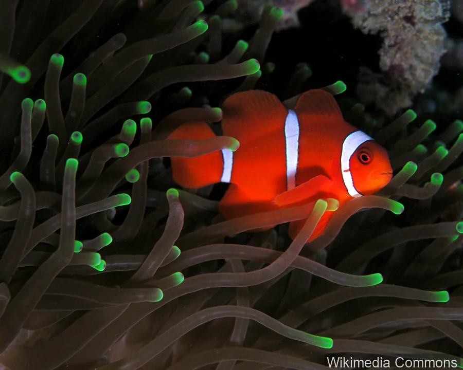红小丑鱼（Maroon Clownfish）的真实照片