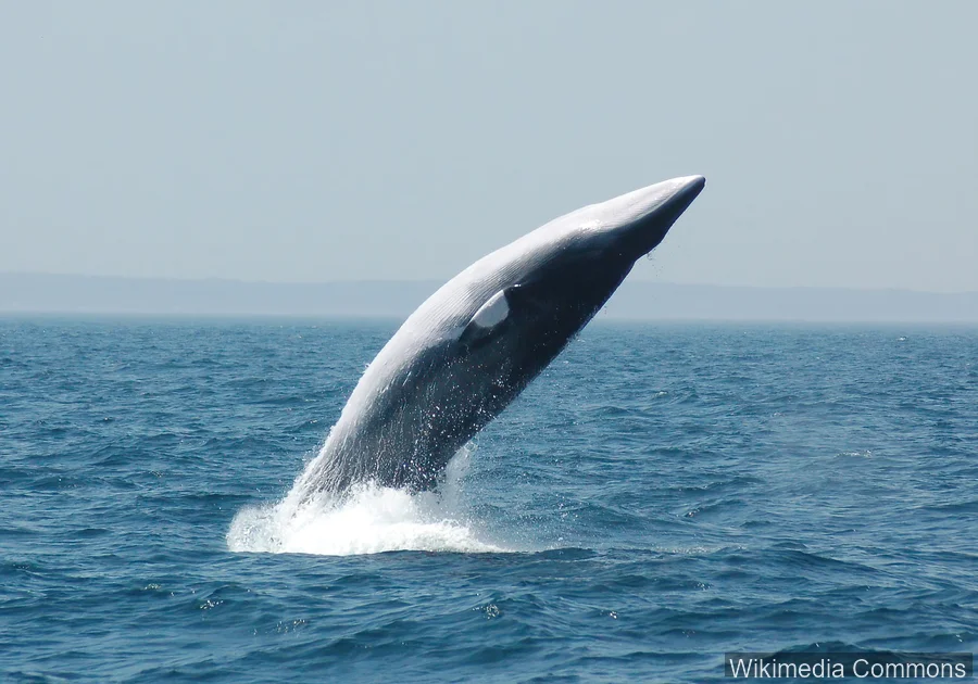 小须鲸（Minke Whale）的真实照片
