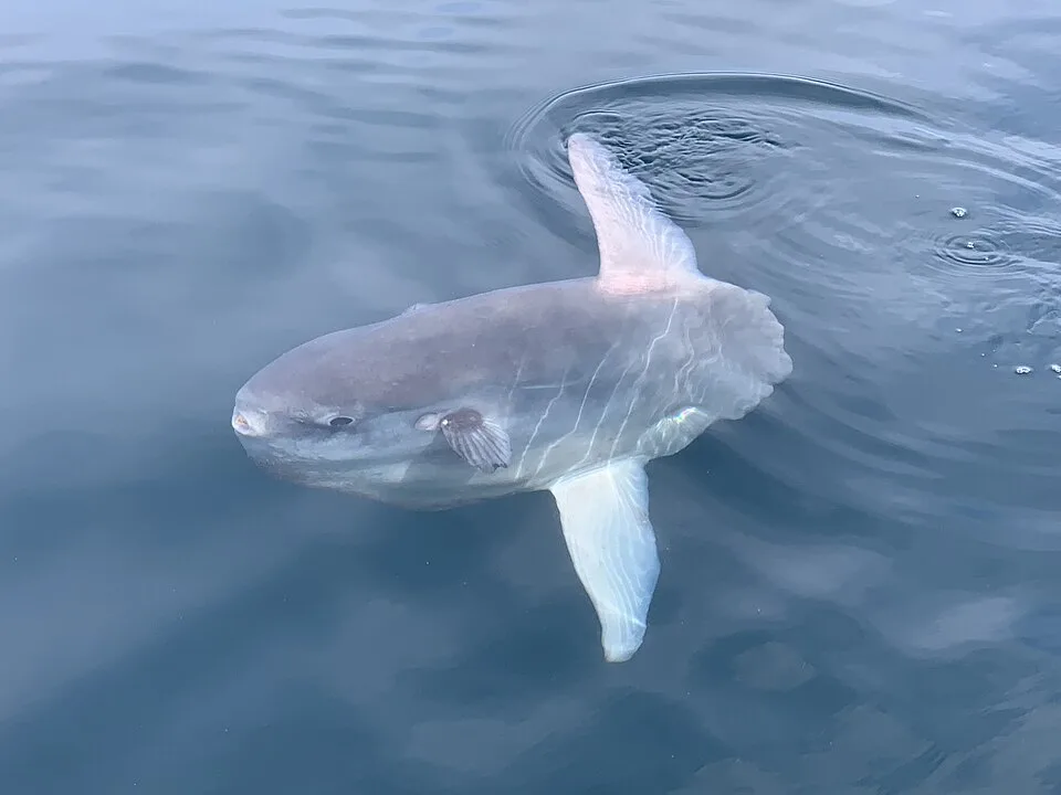 翻车鱼（Ocean Sunfish）的真实照片