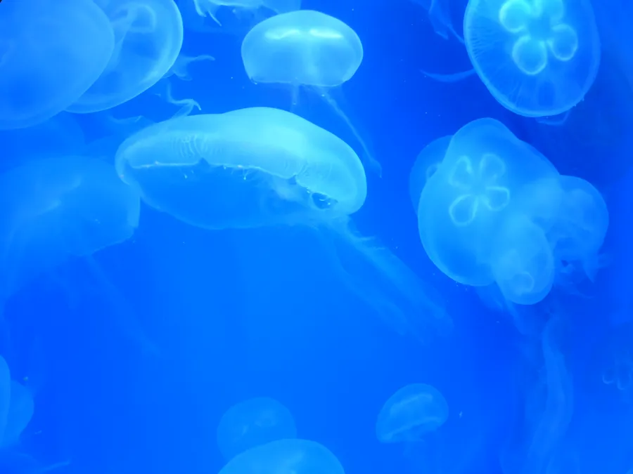 海月水母（Moon Jellyfish）的真实照片