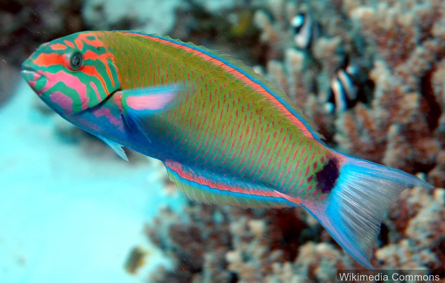 月尾隆头鱼（Moon Wrasse）的真实照片