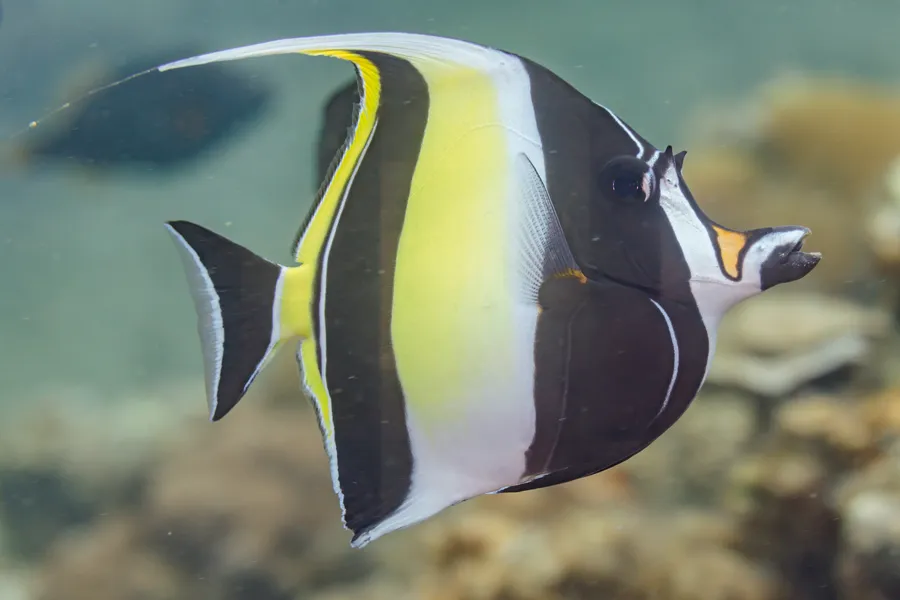 镰鱼（Moorish Idol）的真实照片