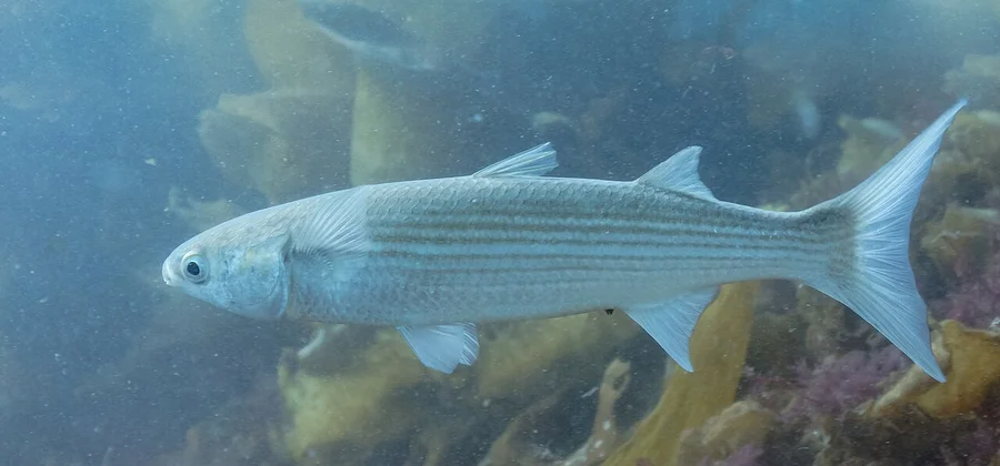 鲻鱼（Mullet）的真实照片