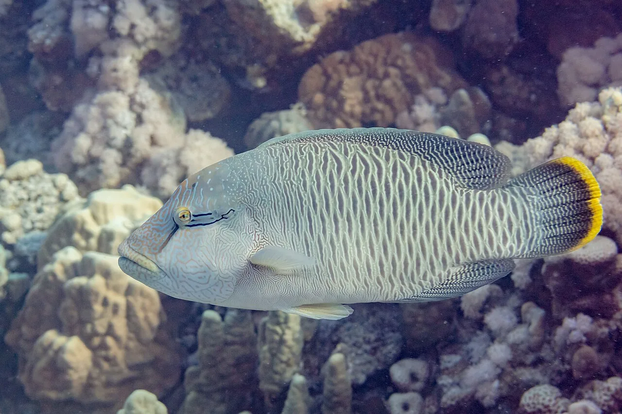 苏眉鱼（Napoleon Wrasse）的真实照片