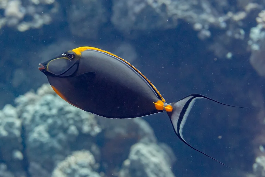 印度洋鼻鱼（Indian Ocean Nose Tang）的真实照片