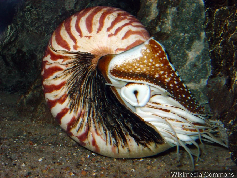 鹦鹉螺（Nautilus）的真实照片