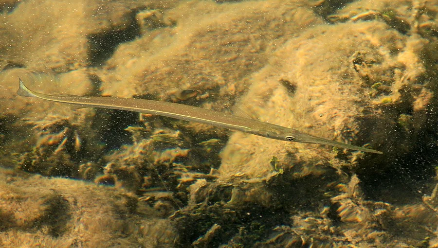 颌针鱼（Needlefish）的真实照片