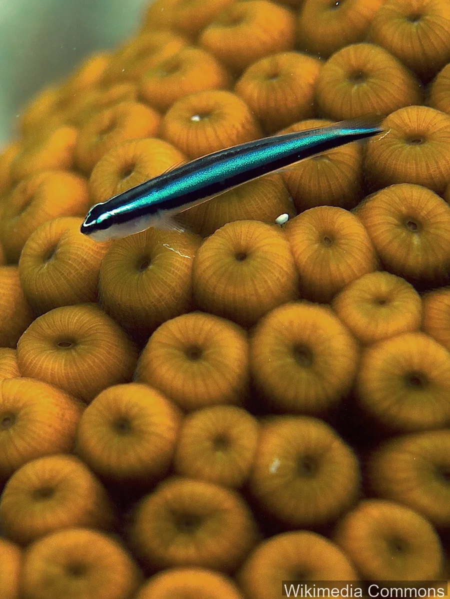 霓虹虾虎鱼（Neon Goby）的真实照片