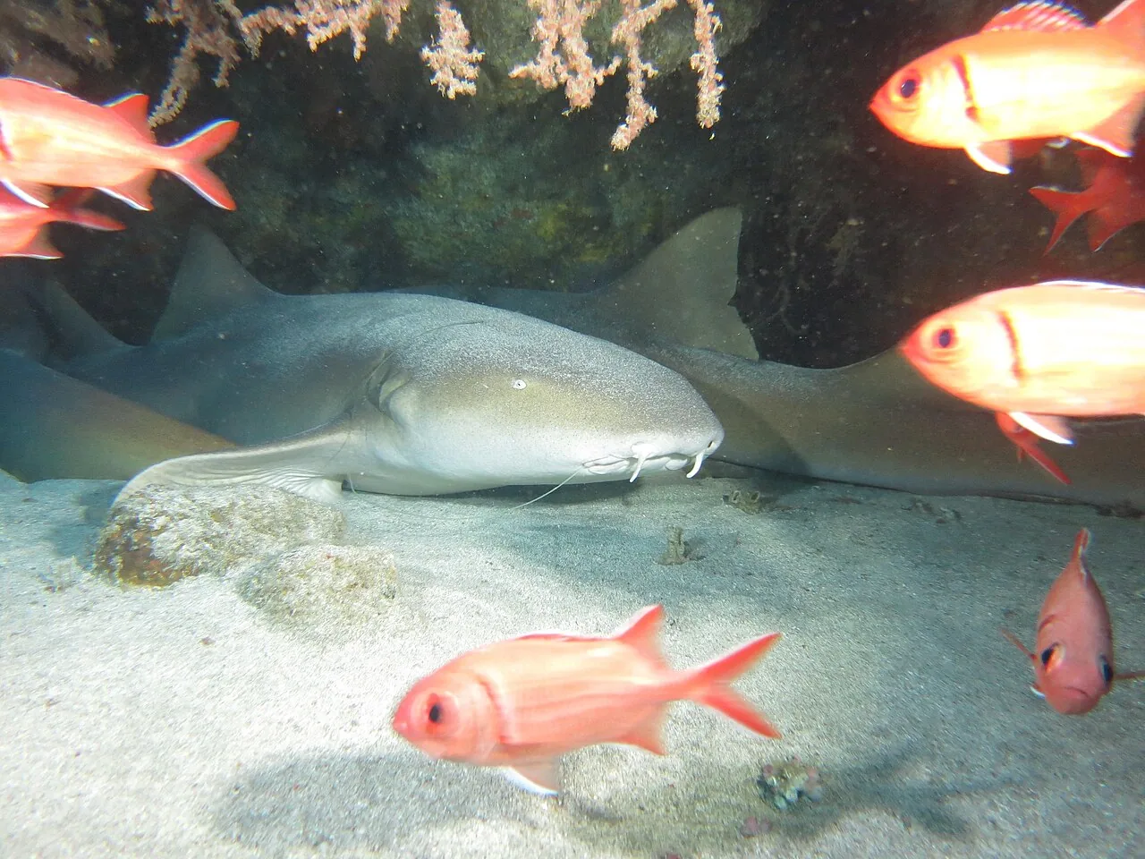 护士鲨（Nurse Shark）的真实照片