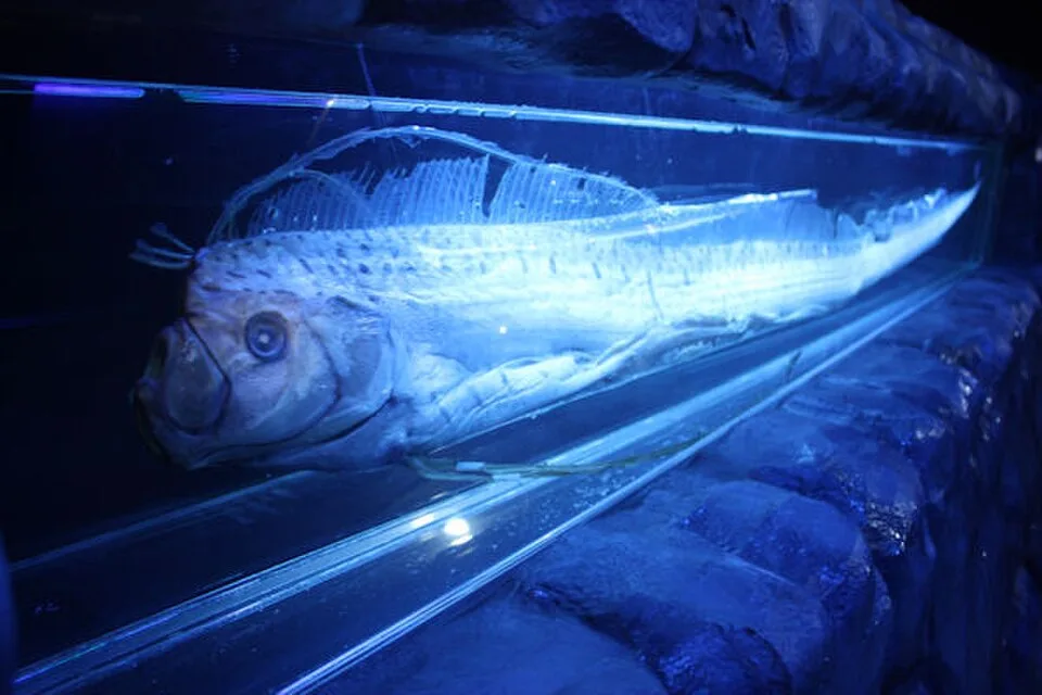皇带鱼（Oarfish）的真实照片