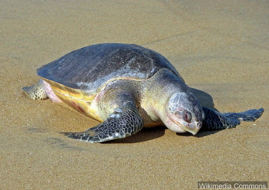 太平洋丽龟（Olive Ridley Turtle）的真实照片