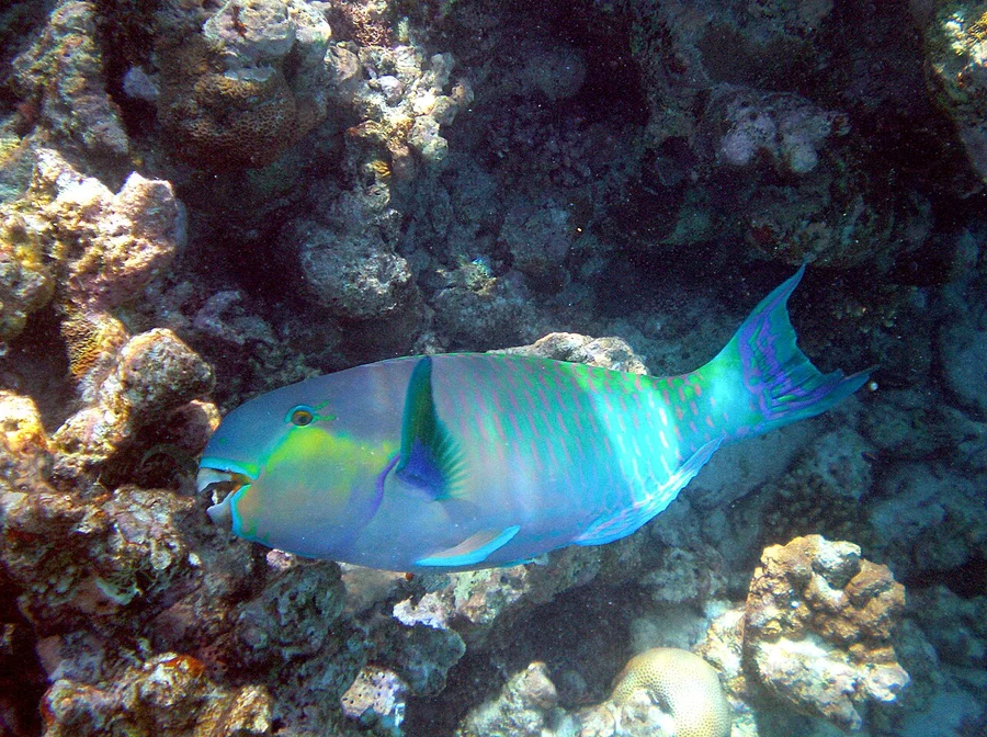 鹦嘴鱼（Parrotfish）的真实照片
